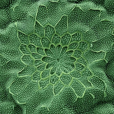 04 Arcyophora.jpg